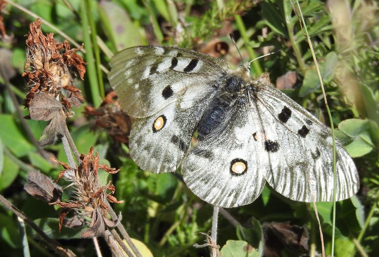 კავკასიის ენდემური პეპლები ქალაქის კედლებზე