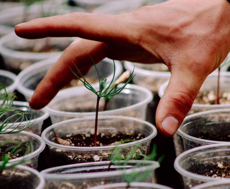 დათას ეზო